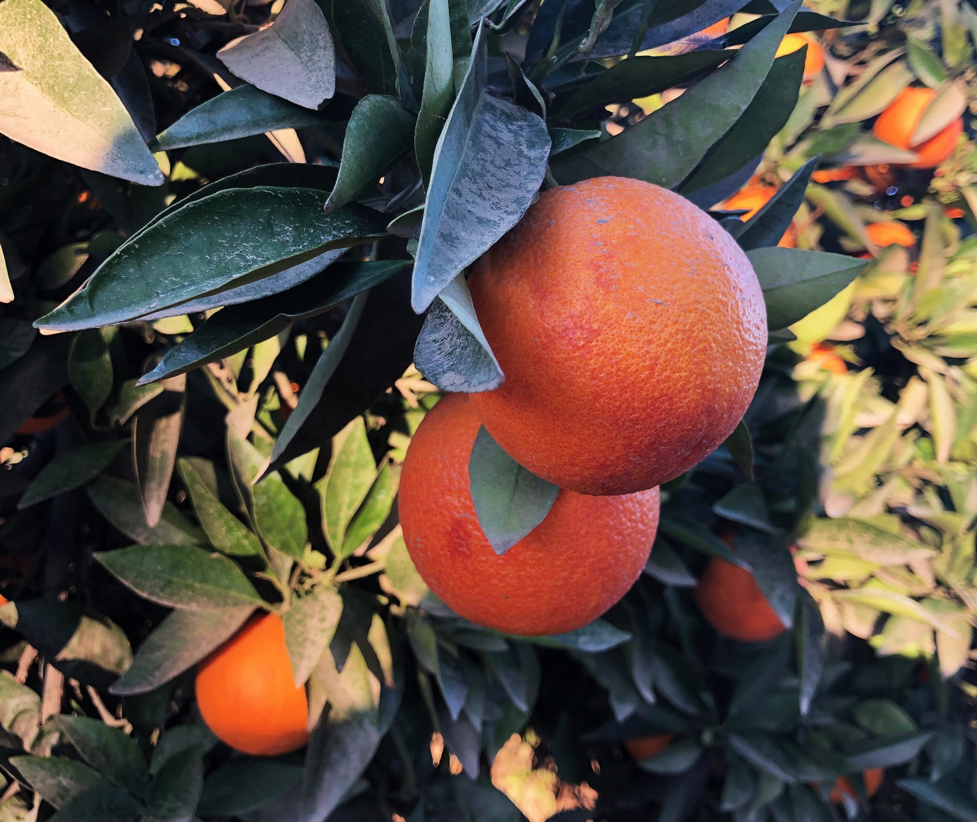 Oranges