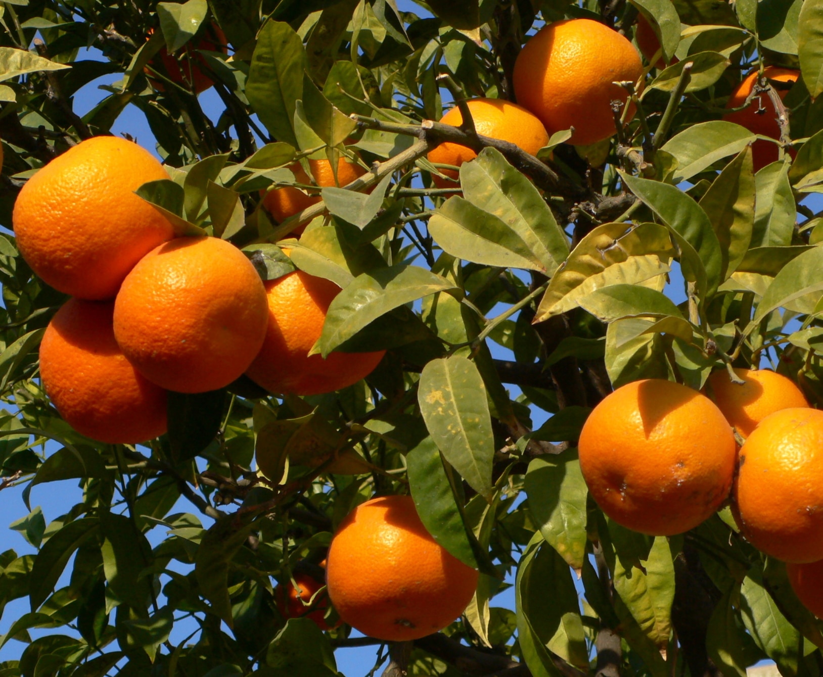 апельсины турция