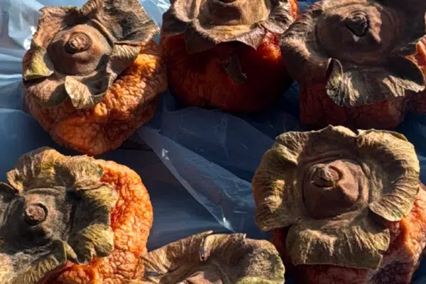 Dried Whole Fuyu Persimmons